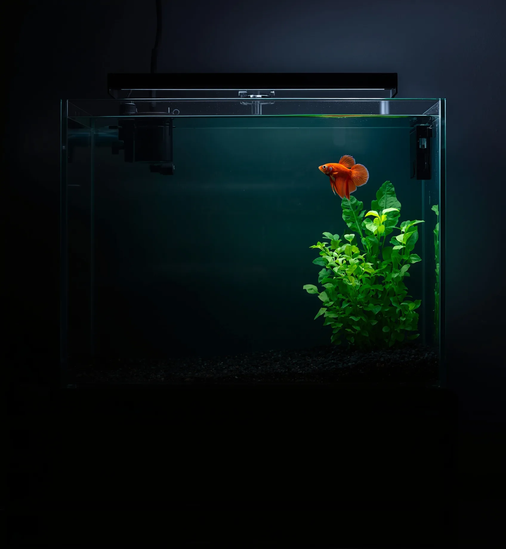 Rimless five-gallon glass kit with rear-chamber filter and LED bar, a coral betta swimming high among green plants.